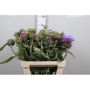 Cynara Cardunculus