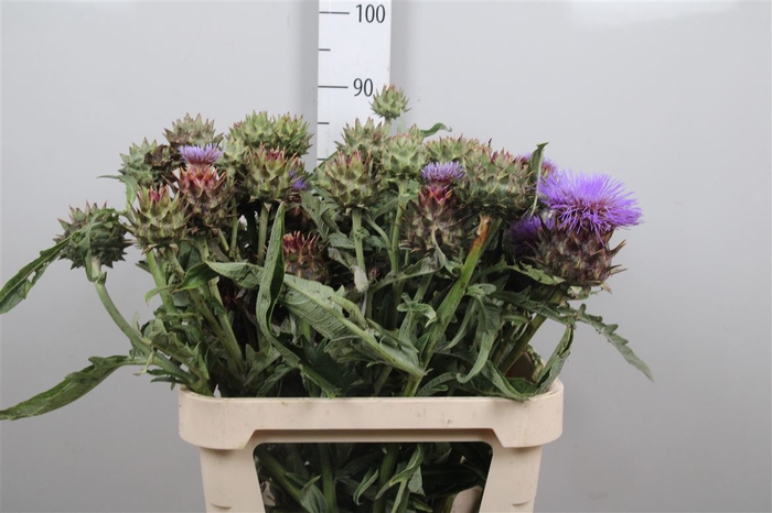 <h4>Cynara Cardunculus</h4>