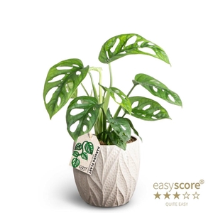 MONSTERA FRIEDR P12  LEAF SAND
