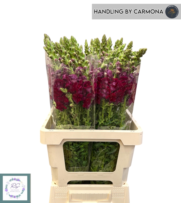 <h4>ANTIR POTO CRIMSON</h4>