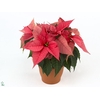 poinsettia xmas feelings roze