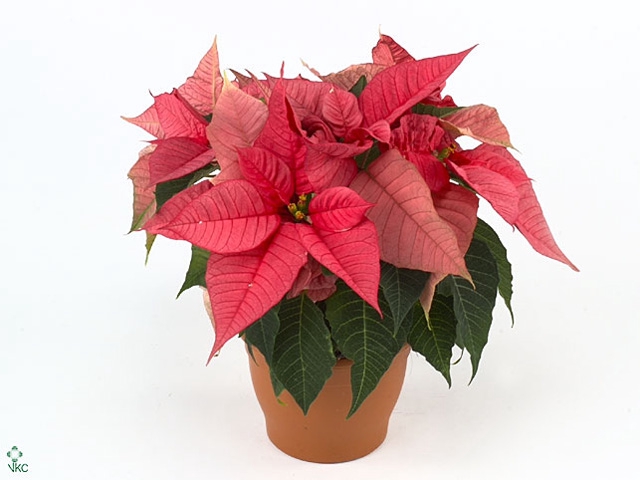 poinsettia xmas feelings roze