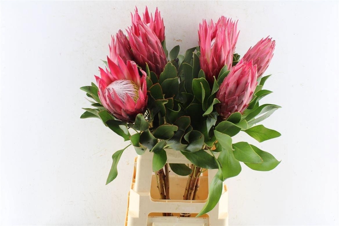 <h4>PROTEA CY MADIBA</h4>