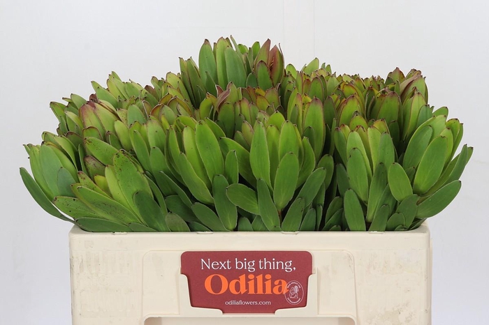 <h4>Leucadendron Goldstrike</h4>