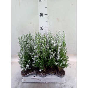 Chamaecyparis laws. 'Ellwoodii'