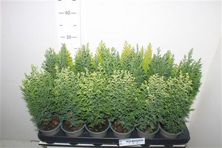 <h4>Coniferen Mix</h4>