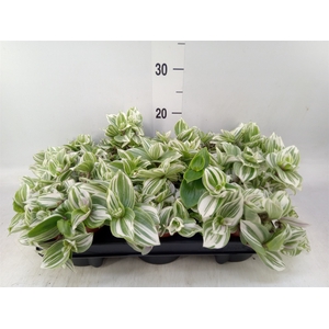Tradescantia   ...