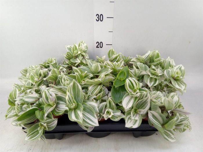 <h4>Tradescantia   ...</h4>