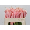 Zantedeschia Eydolls Salmon