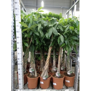 Pachira aquatica