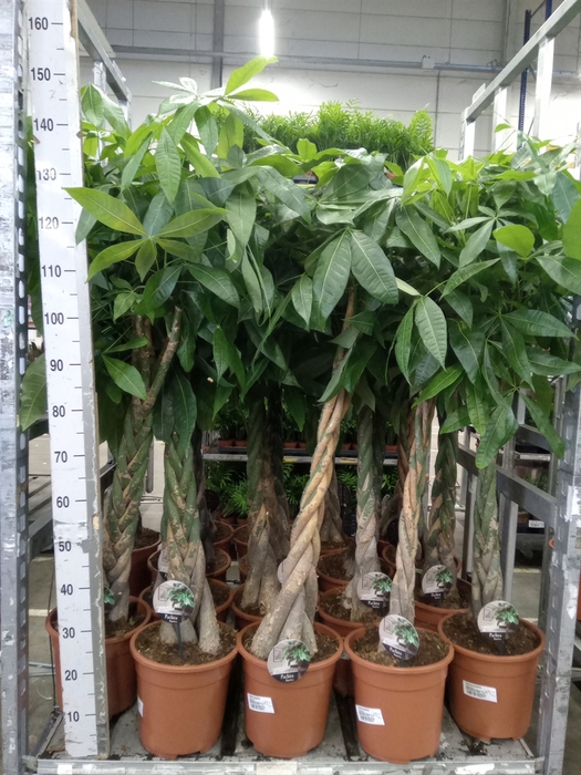 <h4>Pachira aquatica</h4>