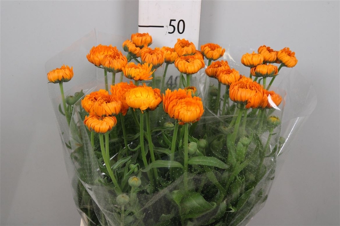 <h4>Calend Green Spot Or</h4>