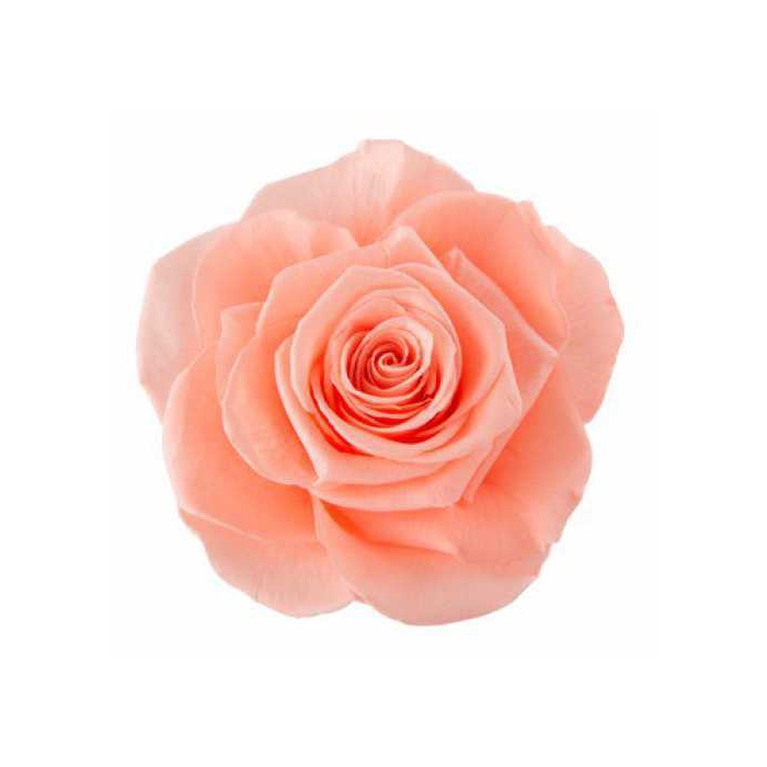 <h4>Rose Monalisa Peach</h4>