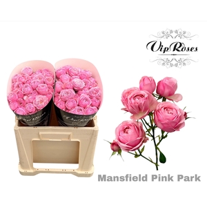 R Tr Pink Mansfi Park