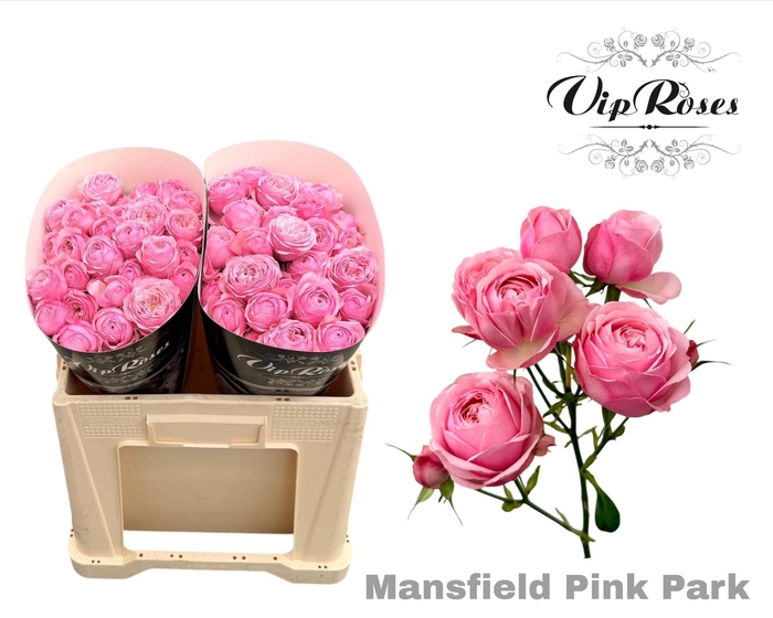 <h4>R Tr Pink Mansfi Park</h4>