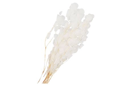 <h4>DRY BLEACHED EUCALYPTUS POPULUS PRE</h4>