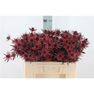 Eryngium Klb Bordeaux X40