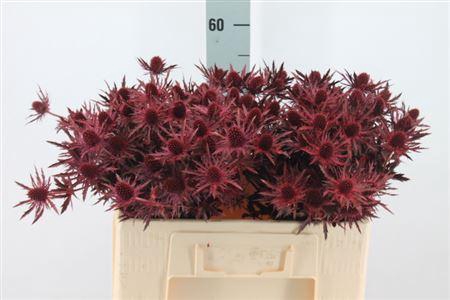 <h4>Eryngium Klb Bordeaux X40</h4>