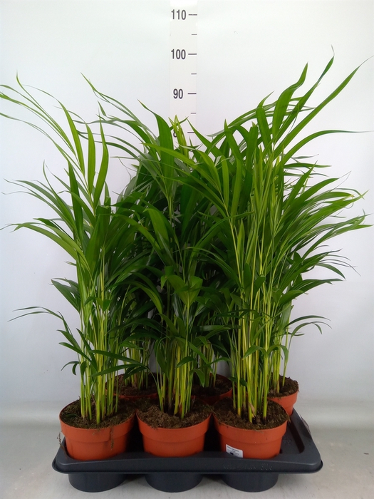 <h4>Dypsis lutescens   ...Chrysalidoca</h4>