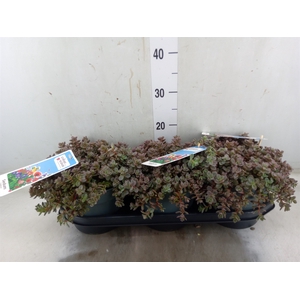 Sedum cauticola 'Lidakense'