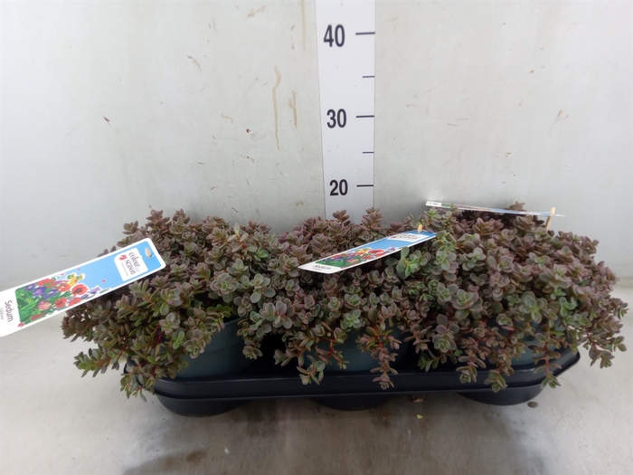 <h4>Sedum cauticola 'Lidakense'</h4>