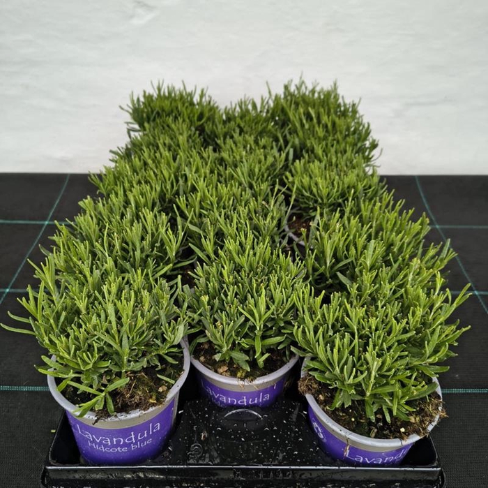 <h4>LAVANDULA ANGUSTIFOLIA</h4>