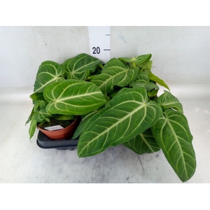 Anthurium   ...