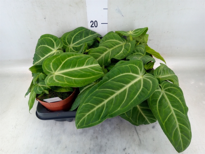 <h4>Anthurium   ...</h4>