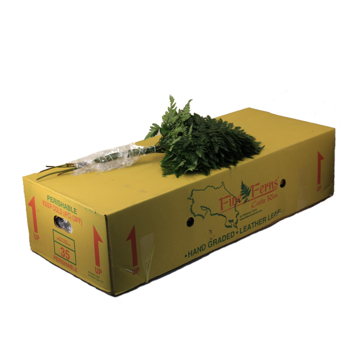 <h4>LEDERVAREN EXTRA FINE FERNS</h4>