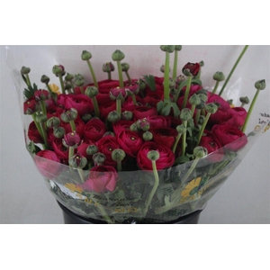 Ran Cloni Sup Spotlight