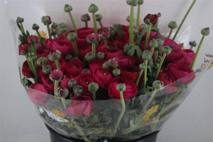 <h4>Ran Cloni Sup Spotlight</h4>