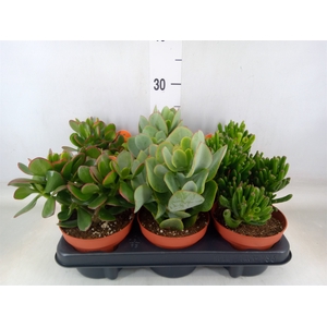 Crassula   ...mix