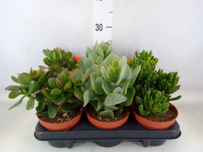 <h4>Crassula   ...mix</h4>