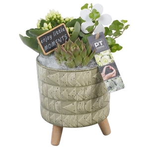 PTIB6509 Arrangementen kamerplanten