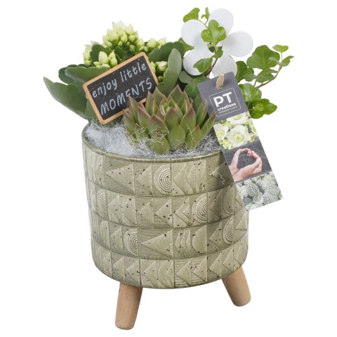 <h4>PTIB6509 Arrangementen kamerplanten</h4>