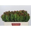 Leucadendron Laurel Yellow
