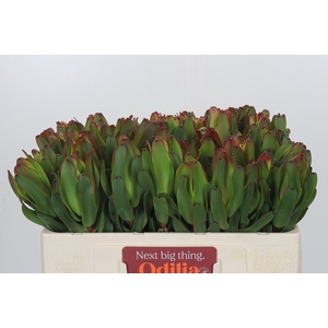 Leucadendron Laurel Yellow