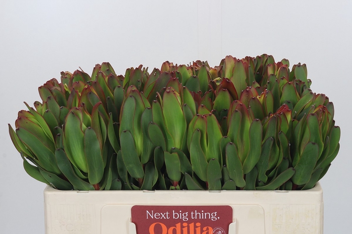 <h4>Leucadendron Laurel Yellow</h4>