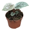Anthurium blad