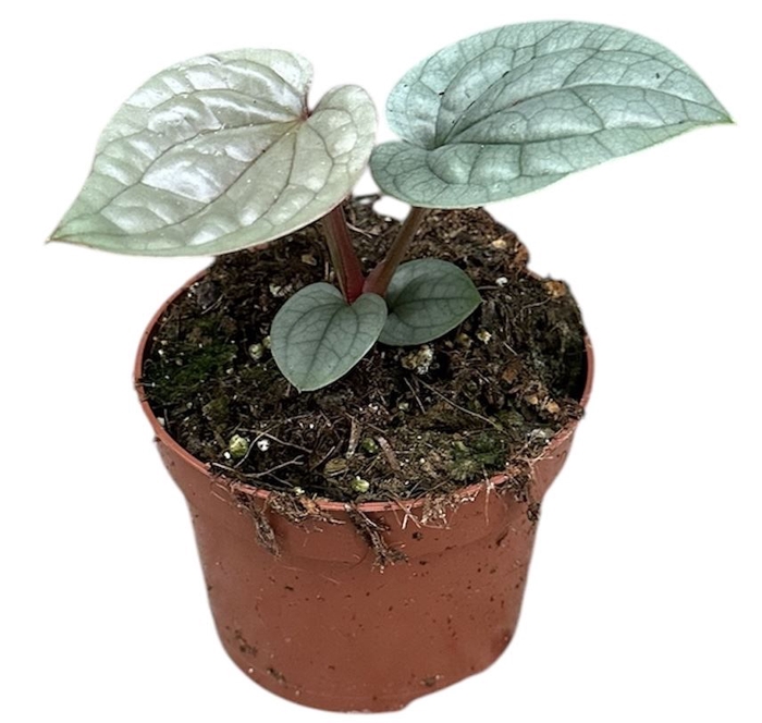 Anthurium blad