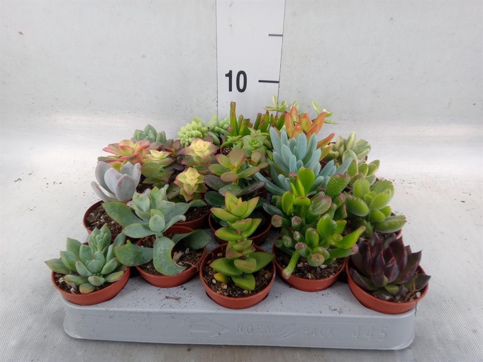 <h4>Succulents   ...</h4>
