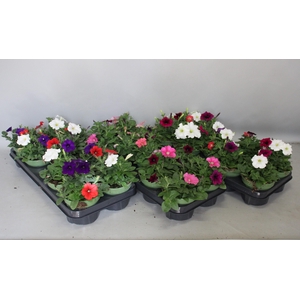 Petunia Multicolour Divers