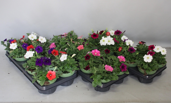 <h4>Petunia Multicolour Divers</h4>