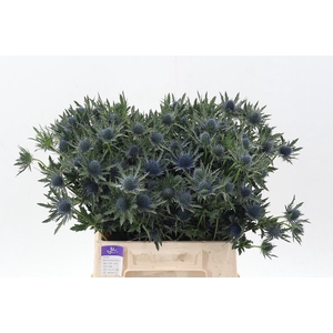 Eryn Aquarius Qstar 40cm