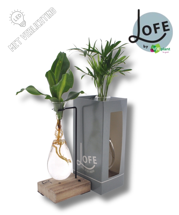 <h4>LOFE |Intenz mix in Hang glas hout+VER-levertijd: 24 uur</h4>