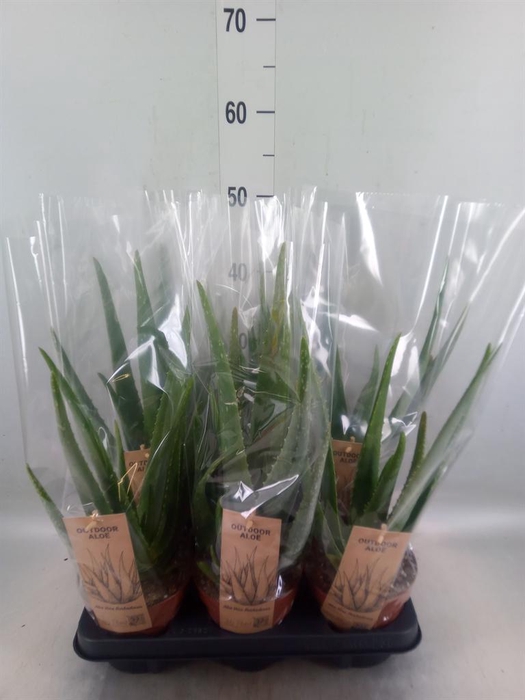 <h4>Aloe vera</h4>