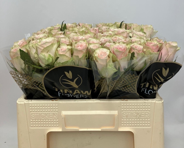 <h4>R GR PINK ATHENA</h4>