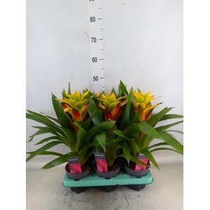 Guzmania   ...