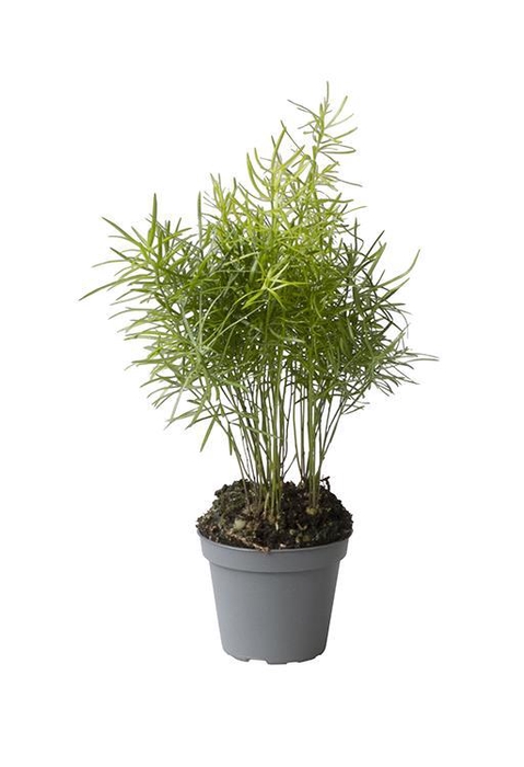 <h4>ASPARAGUS DENSIFLORUS P6 SPRENGERI</h4>