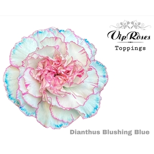 DI ST BLUSHING BLUE